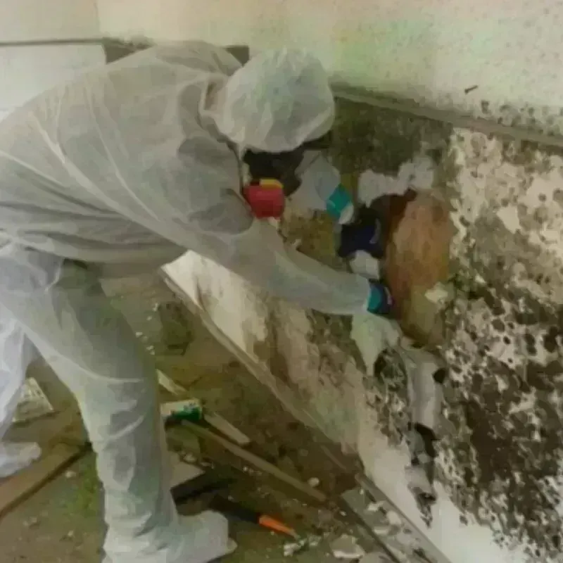 Mold Remediation and Removal in Carville, LA